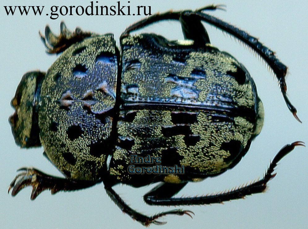 http://www.gorodinski.ru/copr/Gymnopleurus gemmatus.jpg